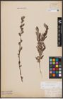 Foto von Salix aurita L. x Salix repens L.
